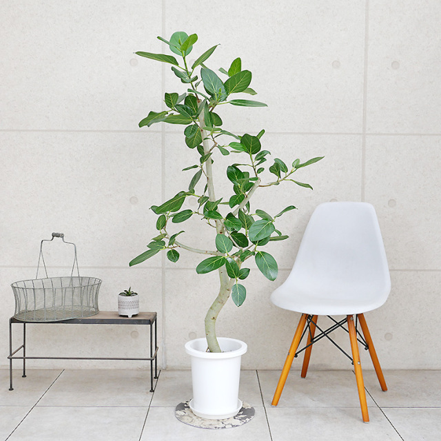 フィカス・ベンガレンシス 8号鉢 観葉植物と植木鉢の専門店cocolate