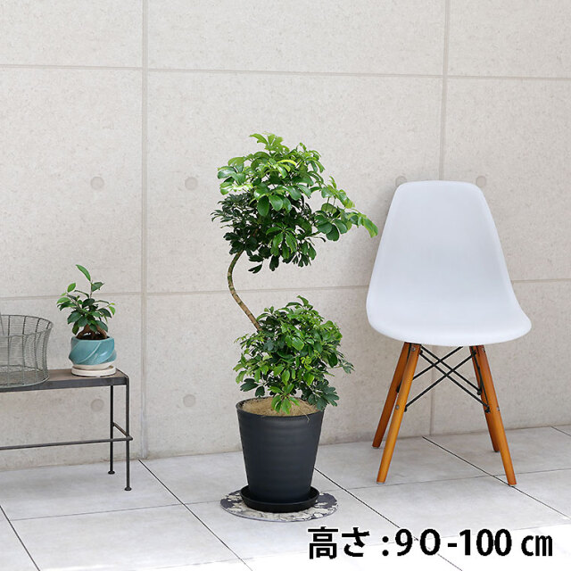 8号 観葉植物と植木鉢の専門店cocolate（ココレート）