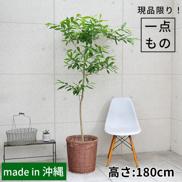 広い空間に映えるボリューム感のある樹形 観葉植物と植木鉢の専門店