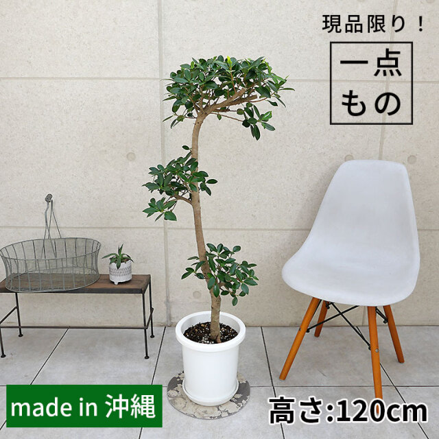 8号 観葉植物と植木鉢の専門店cocolate（ココレート）