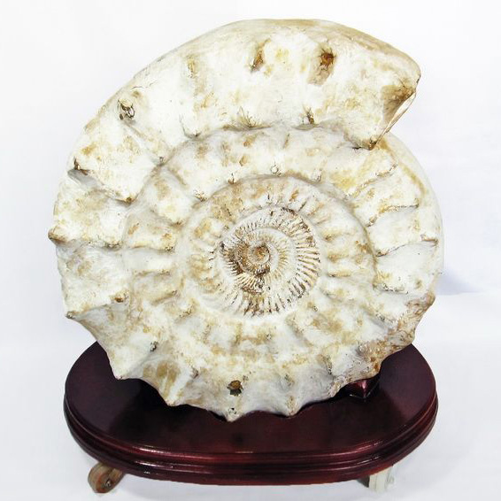 アンモナイト化石 12.0㎝(296) 楽天市場】【送料無料】【アンモナイト