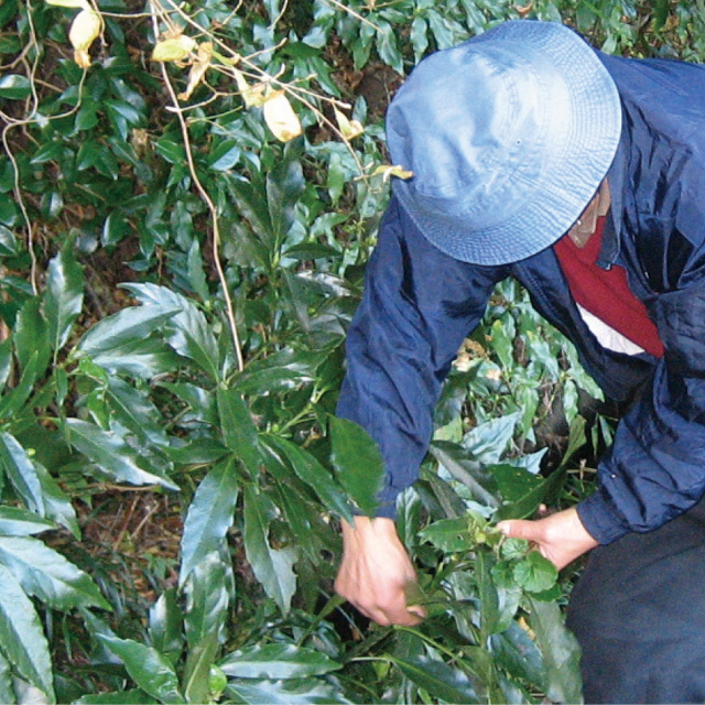 いちえ水 自然化粧水 定期購入用