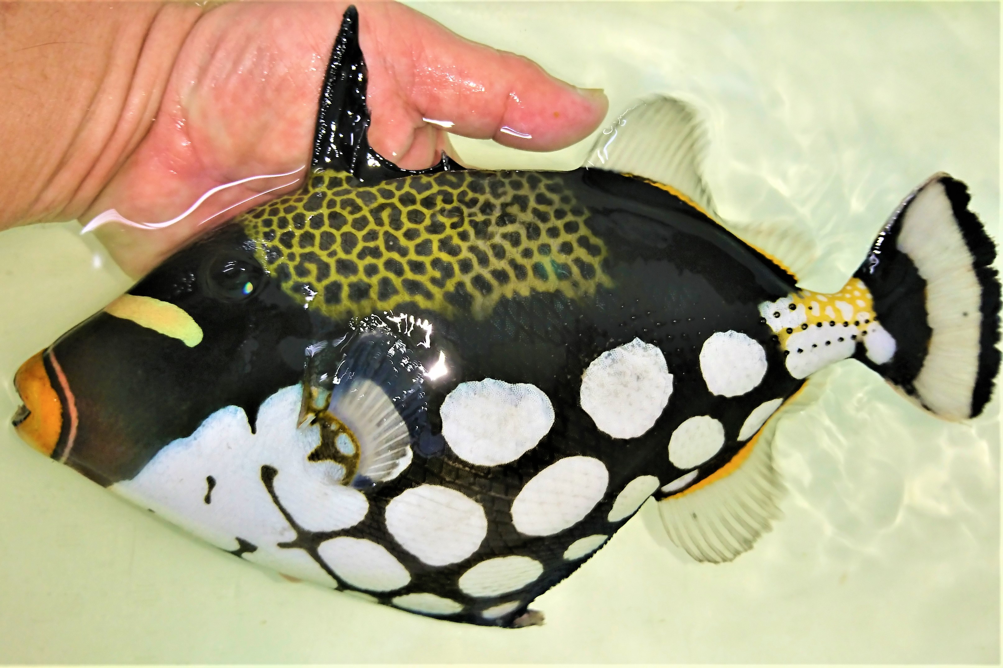 モンガラカワハギ特大【薩南諸島ハンドコート】 ※26センチ程度 ※1/10採取