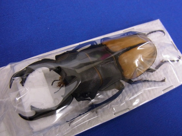 標本用）カステルナウツヤクワガタ86ミリ
