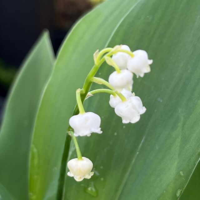 ニホンスズラン（日本鈴蘭） 苗 15cmポット入り