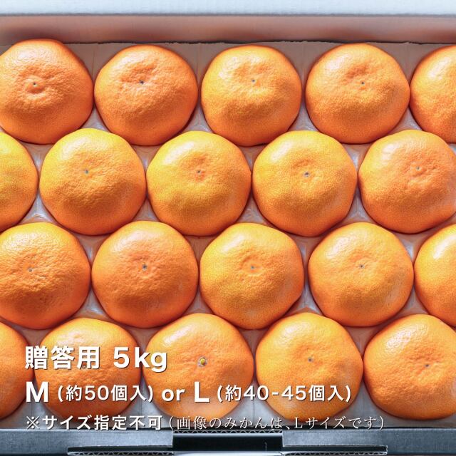 愛媛県西宇和産極早生みかん 贈答用5kg