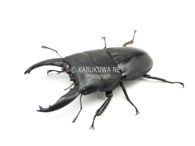 当店イチオシ】オオヒラタ/パラワンオオヒラタ♂105mm♀50mmペア