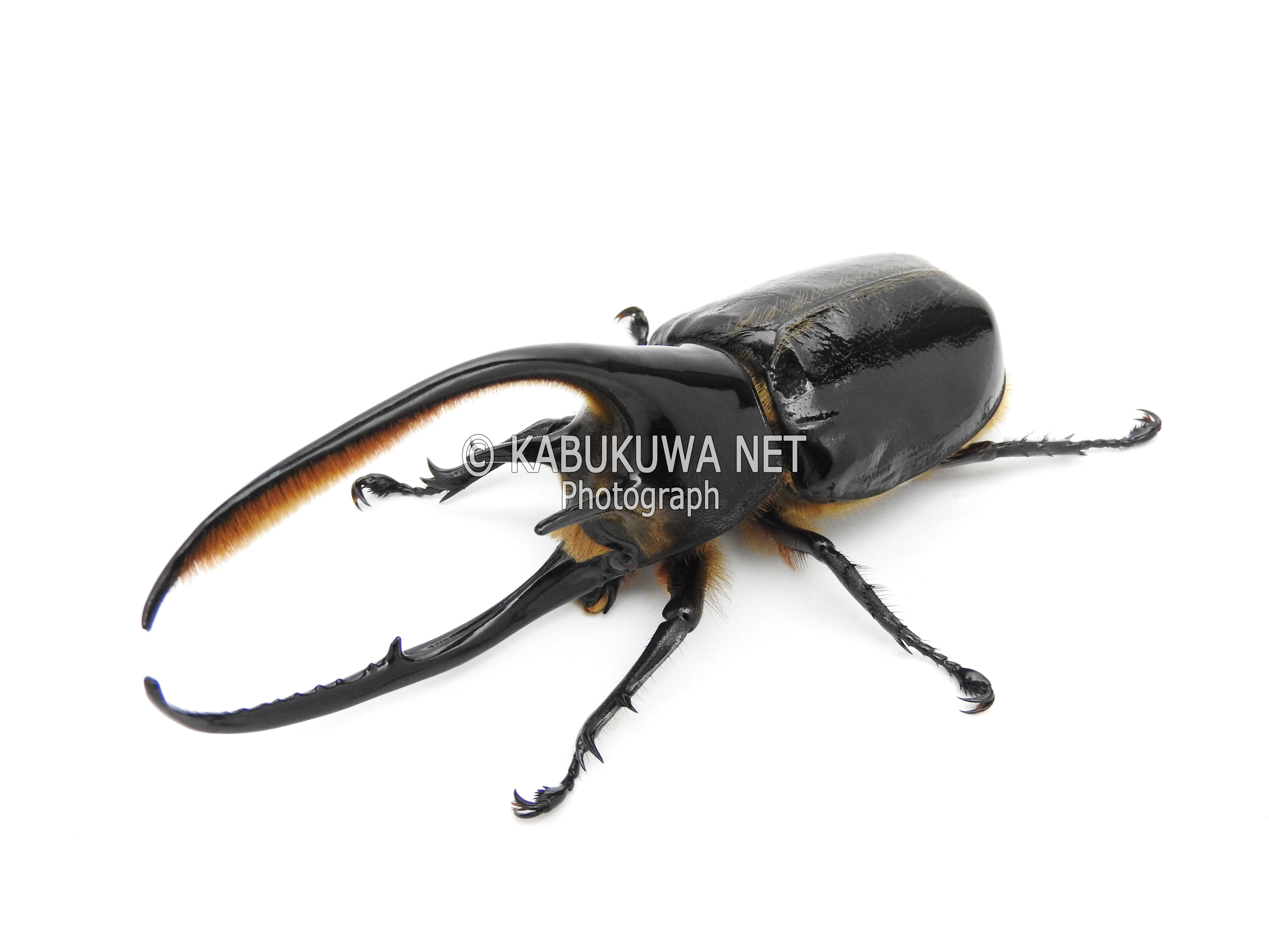 ネプチューンオオカブト 1－2齢幼虫 1頭 カブトムシ クワガタムシ