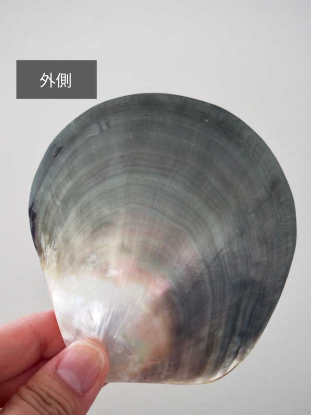 クロチョウガイ磨き【11cm前後/1枚】 En: Black MOP polished (size