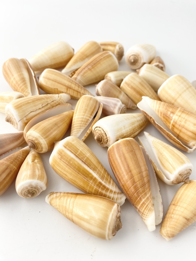 クリイロイモガイ（自然）【約3～6cm/500g】 En: Conus radiatum