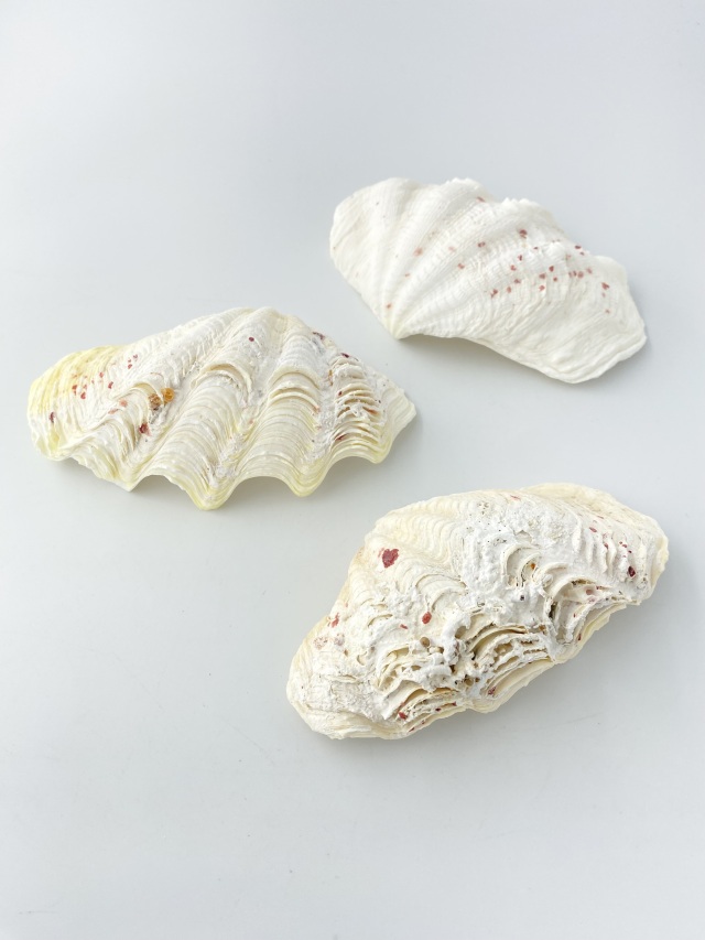 シャコガイ片面【約12～14cm/3枚入】 - Not for overseas sale - 貝殻