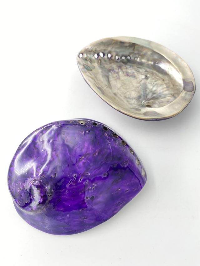 アワビ(着色)-バイオレット-【約13cm前後/1個】En: Abalone colored