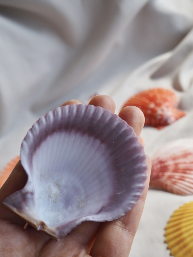 ヒオウギガイ-片面-ミックス【6cm前後/10枚入】[メール便可-4袋まで]En