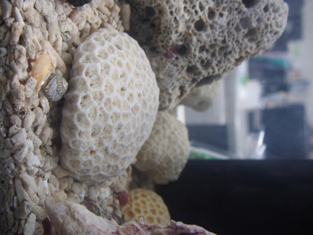 サンゴ石【8cm前後/約1kg】 - Not for overseas sale -