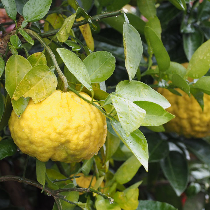 ゆず 苗 【獅子柚子 （シシユズ）】 3年生 接ぎ木 約1.0m 大苗