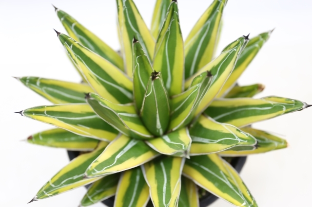 黄覆輪笹の雪 A0482☆アガベ 多肉植物☆浦部陽向園