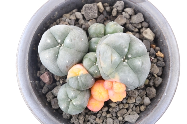 鳥羽玉ピンク錦群生type A1701☆ロフォフォラ 鳥羽玉 サボテン☆「送料