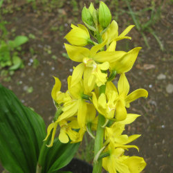 日本の野生ラン・ラン科 キエビネ(黄色海老根)の苗：野草の苗販売