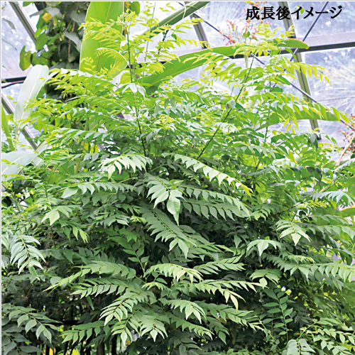 熱帯植物（トロピカルプランツ）の販売店「花育通販」カレーの木