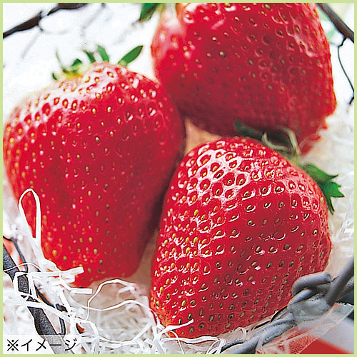 苺（いちご・イチゴ）苗の販売店【花育通販】 アイベリーの苗を販売