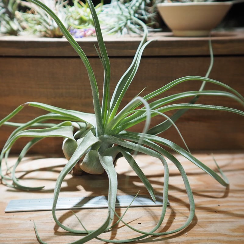 チランジア ／ ストレプトフィラ L (T.streptophylla) ＊A01/Jun22