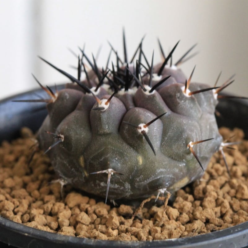 コピアポア 黒王丸 （実生） | hanayoshi-botanical