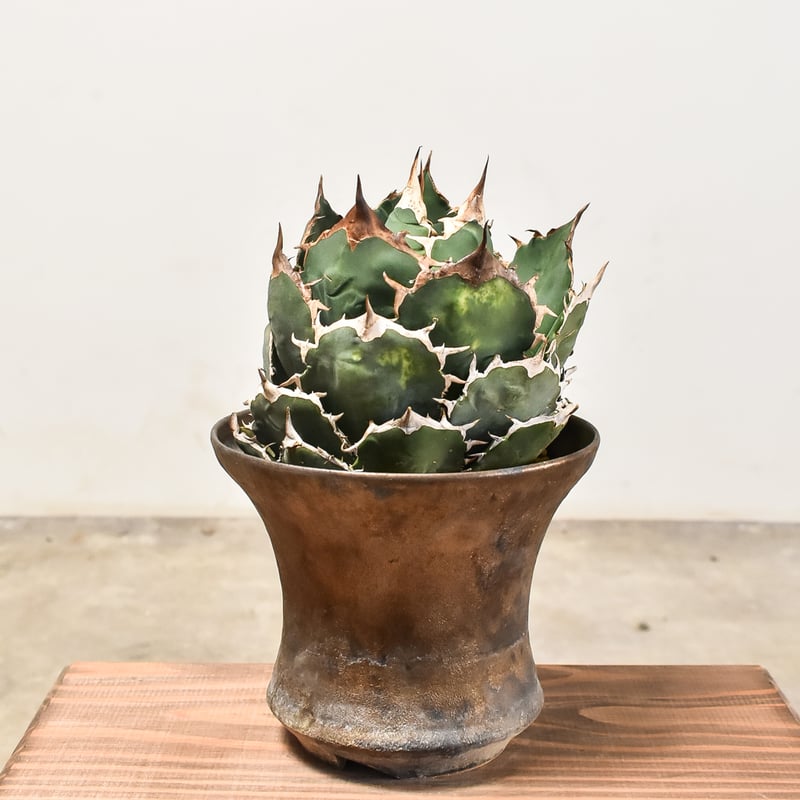 アガベ チタノタ オテロイ 