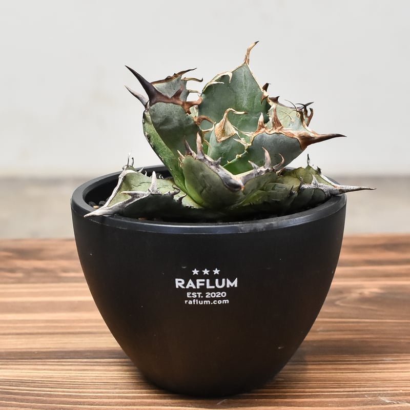 アガベ チタノタ アガベ チタノタ “阿修羅” “阿修羅丸” (発根済み