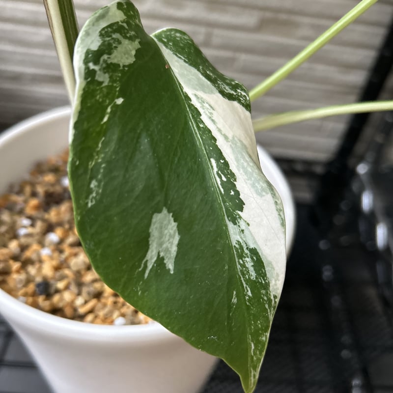 モンステラ ホワイトタイガー 極斑入り ハーフムーン M003 | Le Ruban