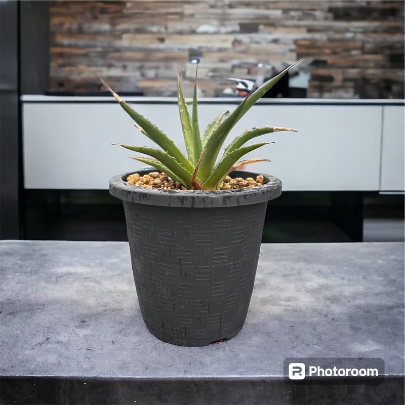 アガベ ユタエンシス エボリスピナ実生5年目-2 | HARENOHI-PLANTS