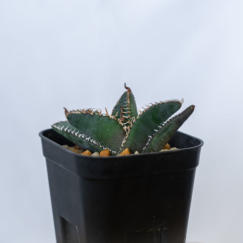 アガベ チタノタ 悪魔くん【発根管理中】TC株 Agave titanota 多肉植物