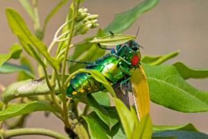 標本 Australia Calodema regale 42mm 標本 Australia Calodema regale