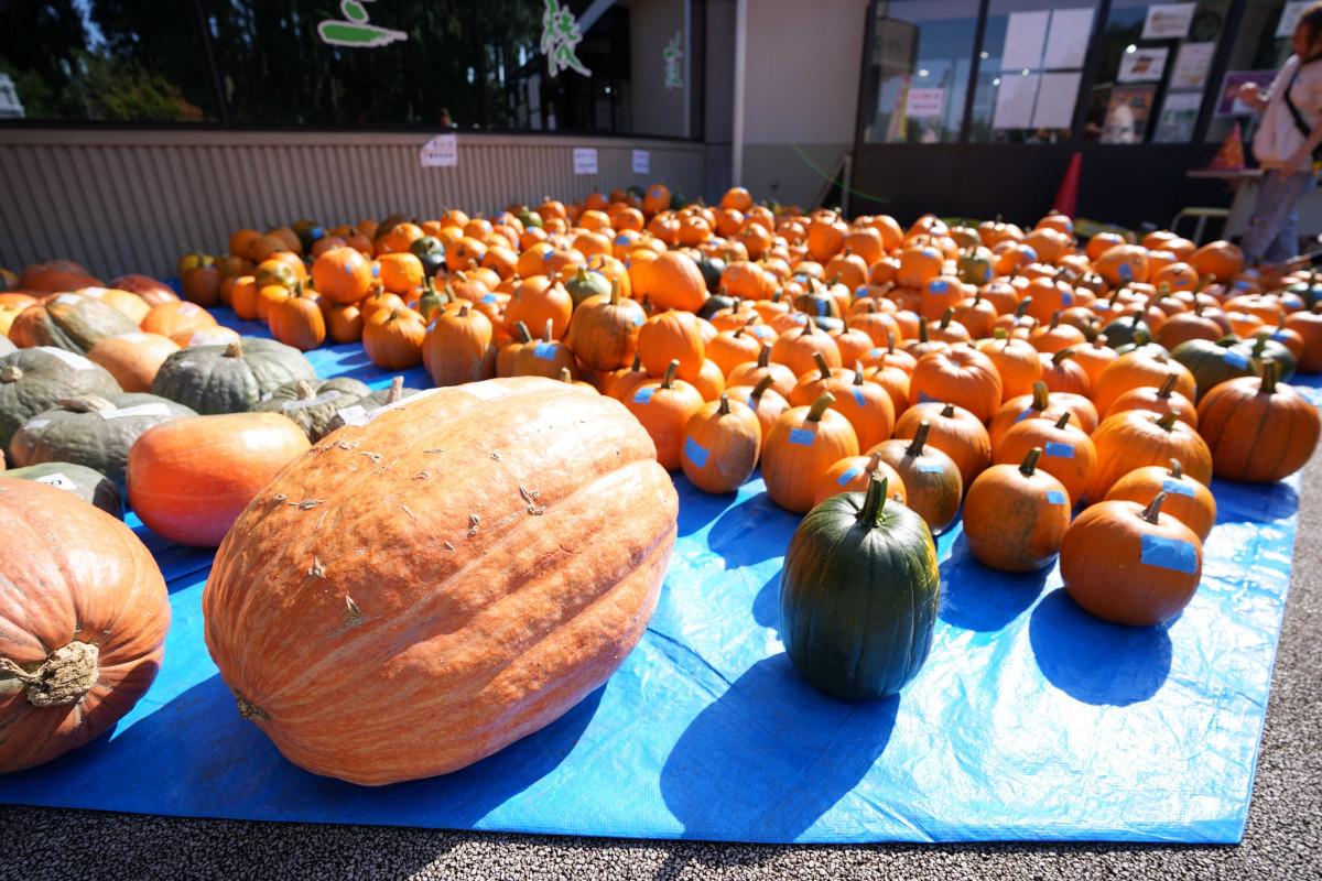 道の駅なんごうで「かぼちゃ祭り」、5年ぶりに開催へ 80キロのカボチャ