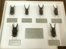 プラチナコガネの標本 - 八戸経済新聞