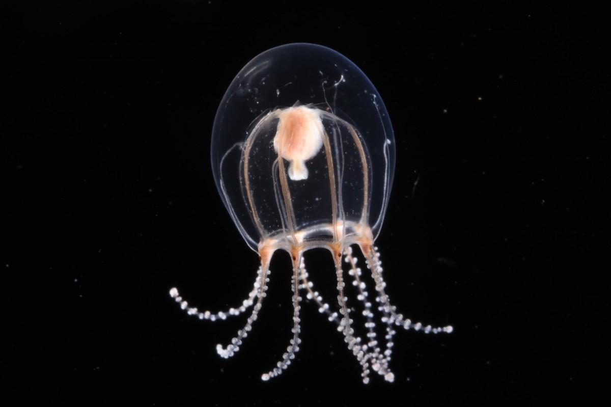 新江ノ島水族館らが発見したクラゲが新属新種と確認 世界初の標本展示