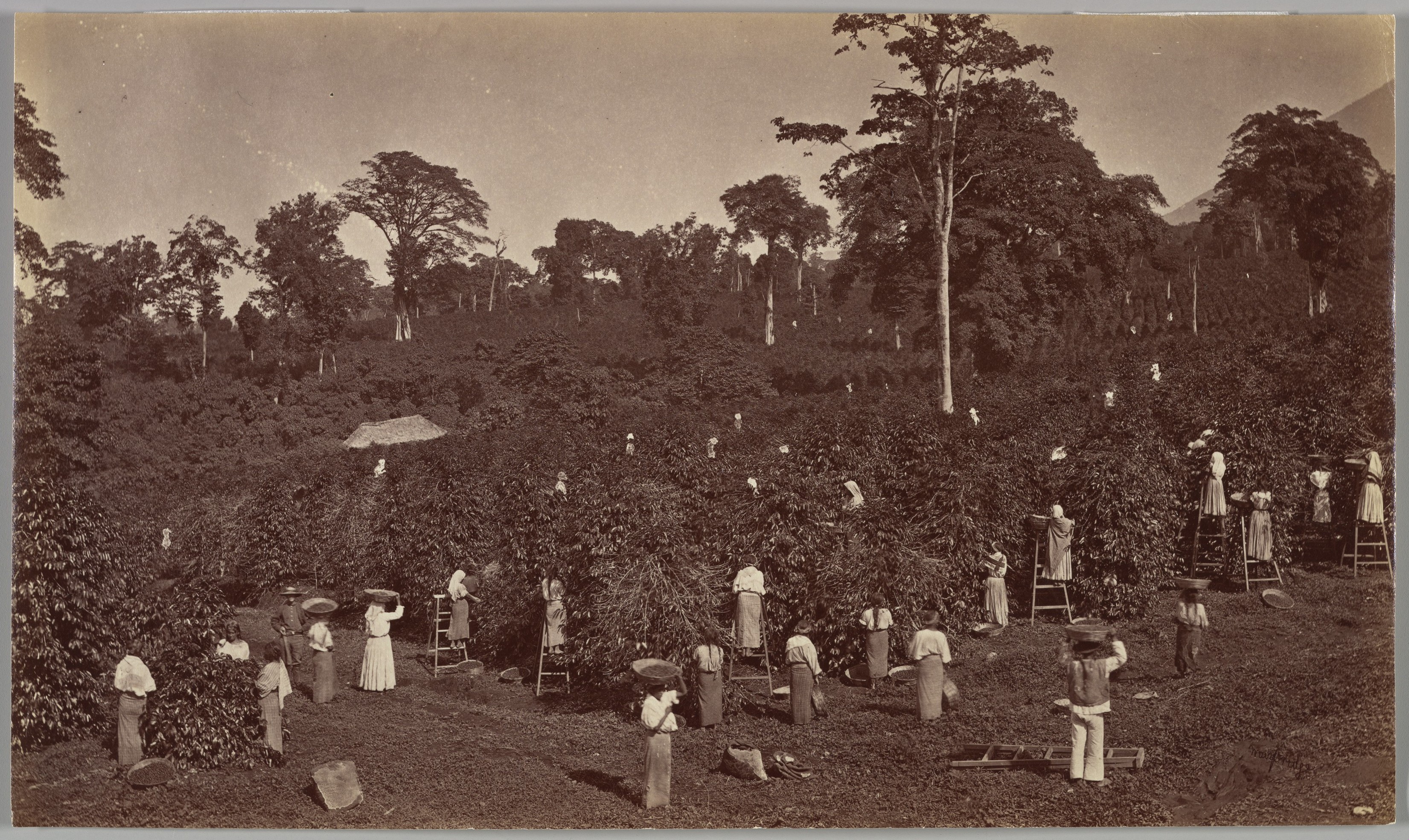 Eadweard Muybridge - Coffee Harvesting, Las Nubes-Guatemala - The