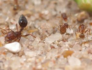 Zoologger: The hardest ant in the world | New Scientist