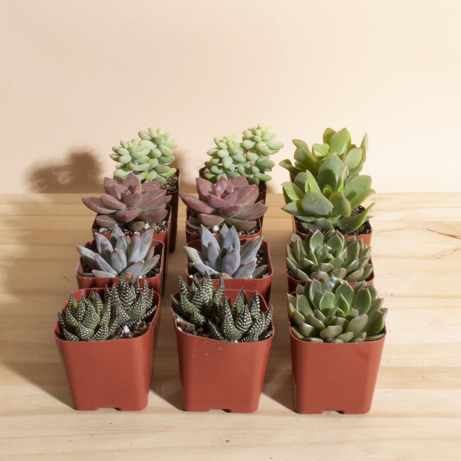 2492dfe4-8813-4ea4-b811-