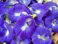 アンチャン | タイ北部料理とお菓子