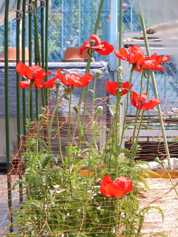 東京都薬用植物園 ケシの花 2025 違法なケシとアツミゲシ、合法な