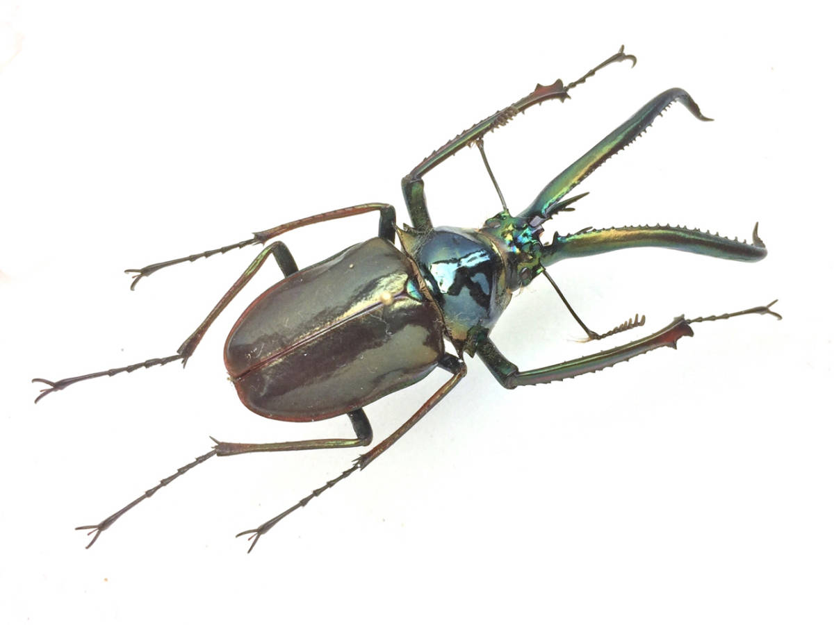 ホロメタリクス チリクワガタ 標本 コガシラクワガタ ホロメタリクス
