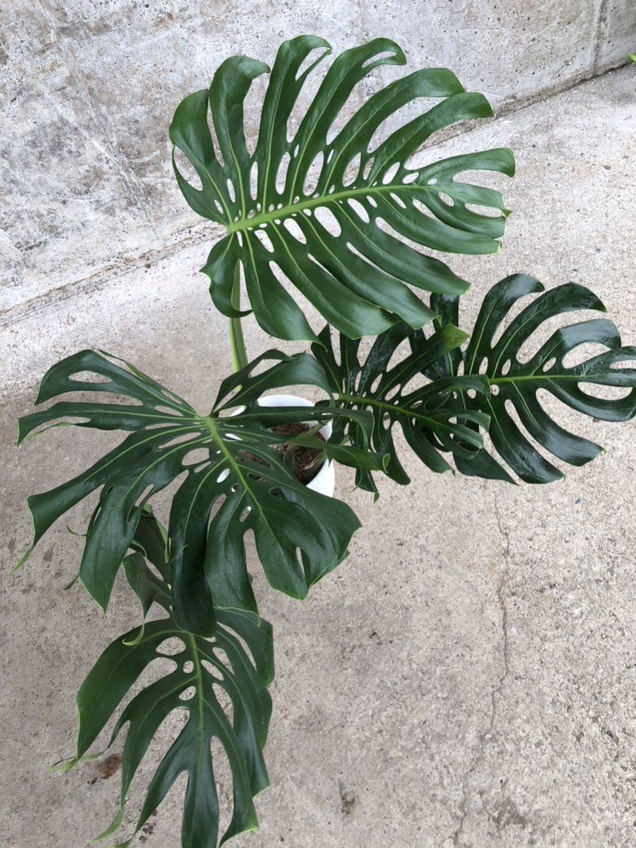 あ*ん様 モンステラデリシオーサマクロコズム超希少系統鉢植え64