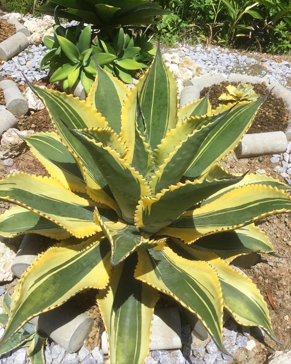 リップルエフェクト アガベ 【公式通販】