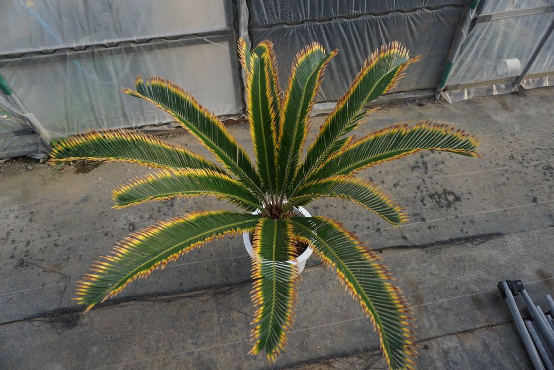 希少] Cycas revoluta 金環ソテツ 金環蘇鉄 蘇鉄 サイカス レボルタ の
