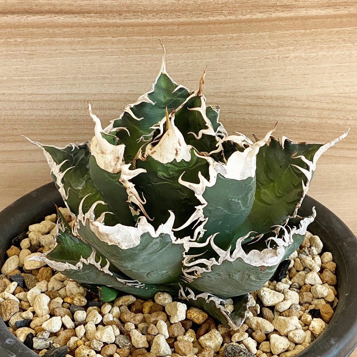 チタノタ「Sicilia産 悪魔くん Medusa 惡魔」大きめ株 チタノタ