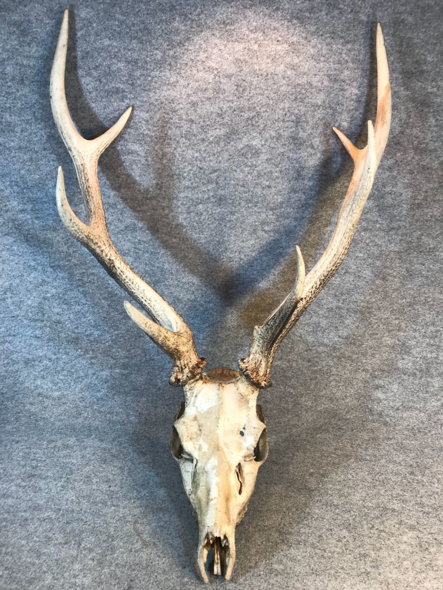 インパラ頭骨ハンティングトロフィー 標本剥製角