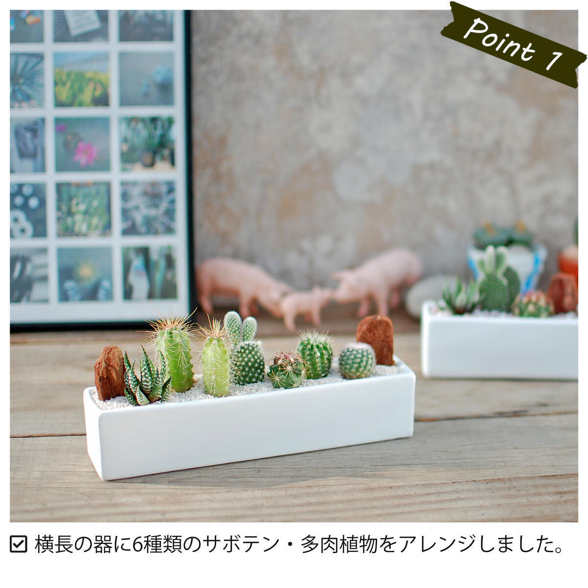 サボテン 多肉植物 6種類 寄せ植え/レクト L】【農場直送】寄せ植え