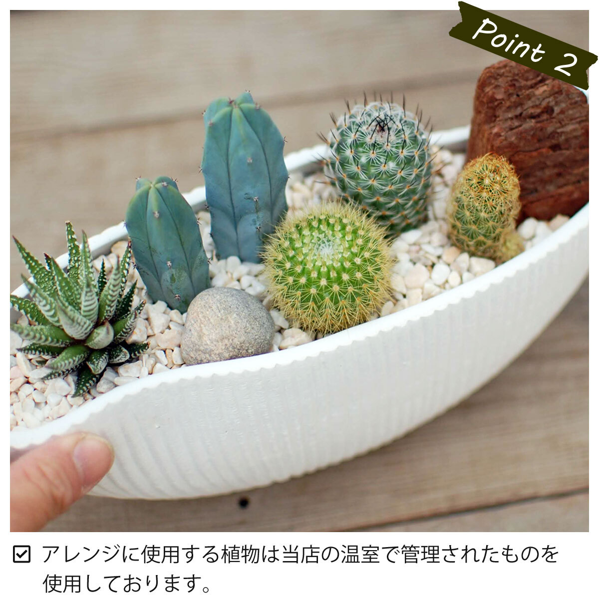 サボテン 多肉植物 5種類 寄せ植え/舟形POT M】【農場直送】寄せ