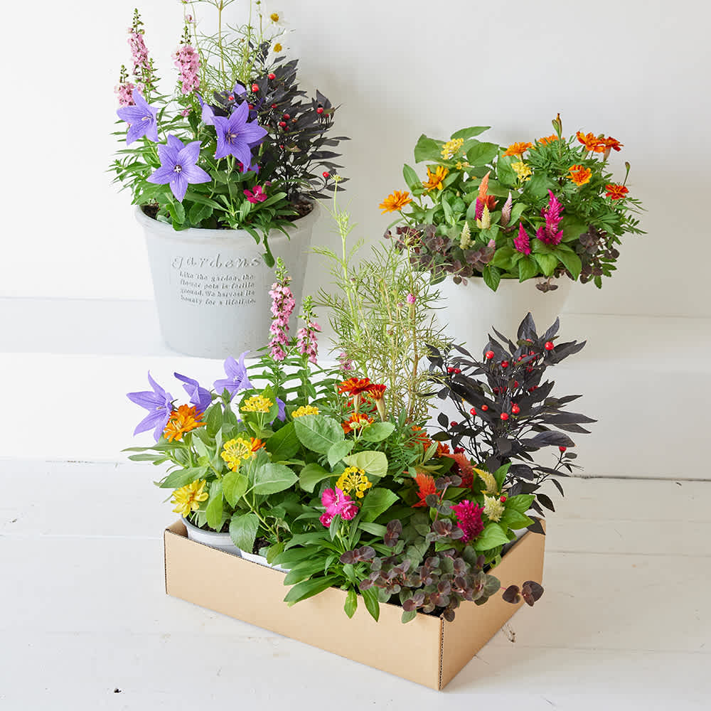 毎月花・寄せ植えが届く定期便・頒布会 わたしのおうち時間を楽しもう