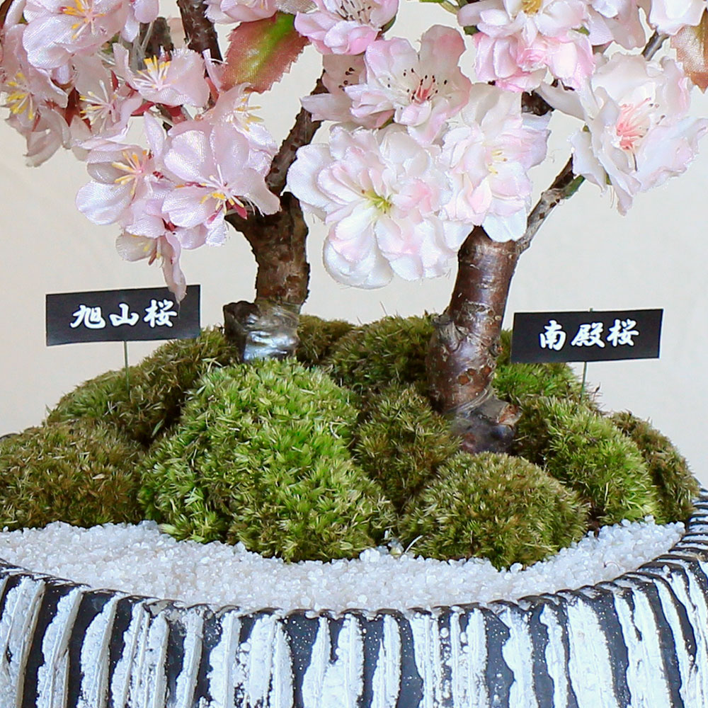 盆栽「「桜花爛漫 南殿桜＆旭山桜2本立ち」」｜桜・桃・梅特集